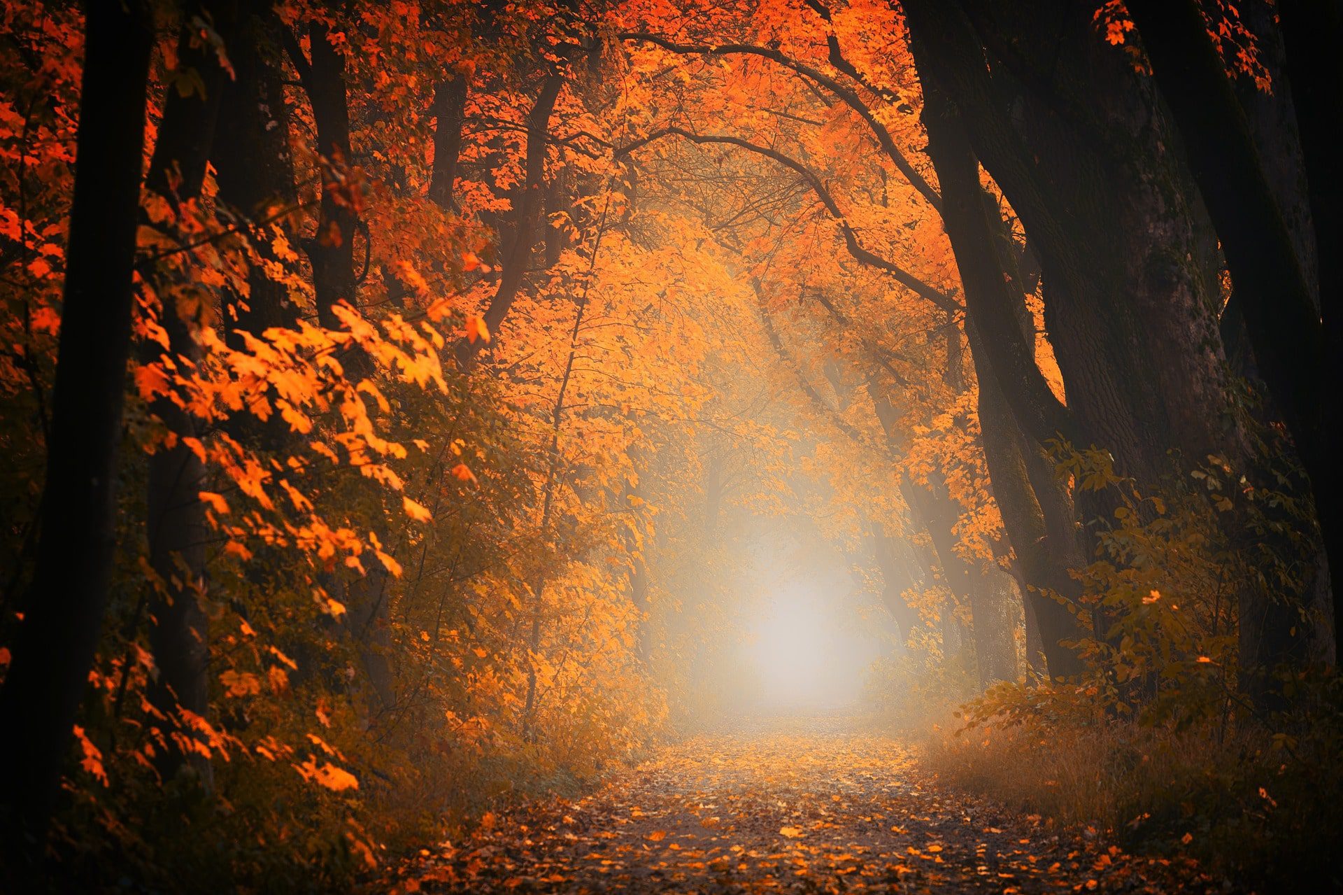herfst in utrecht